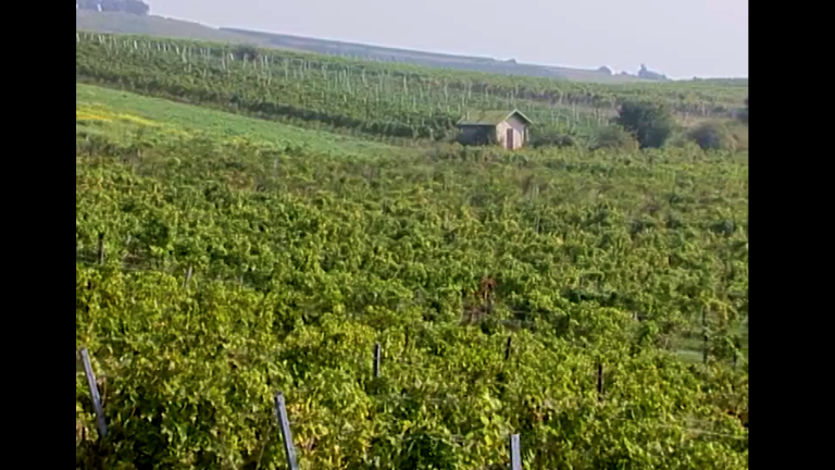 Vorschaubild für Weinbau