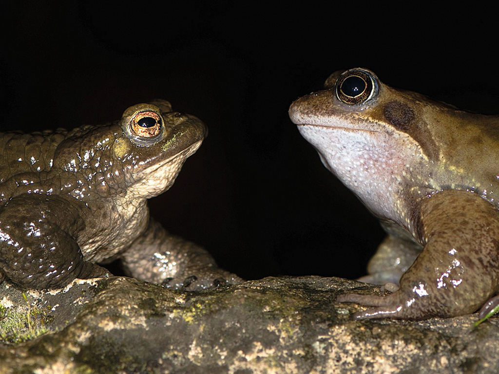 Vorschaubild für Frosch und Kröte35
