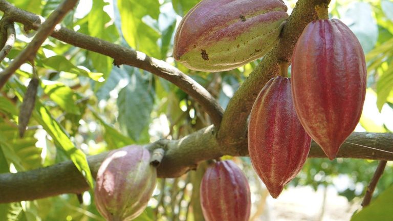 Vorschaubild für Kakao aus Belize