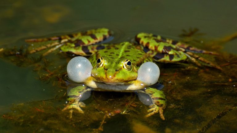 Vorschaubild für Frosch und Kröte